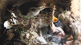 Breakfast time for the Bewicks wren chicks How big is too big [upl. by Delinda]