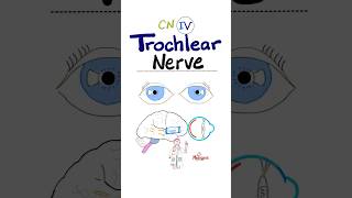 Trochlear Nerve  4th Cranial Nerve  CN IV  Neuroanatomy anatomy physiology brain neuro nurse [upl. by Nnelg]