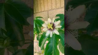 Passion Fruit Flowers simplistic beauty 😍 passionfruit flowers succulents naturewalk plants [upl. by Armbrecht]