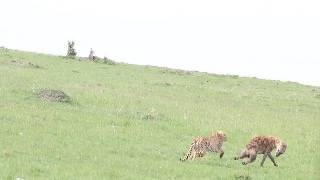 Cheetah for once gets fed up with hyena and chases it away [upl. by Noside]