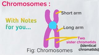 Nucleolus amp Chromosomes  Class 11 Nucleus Part  2 Cell Lecture5 Biology medicalmedicos [upl. by Ulises]