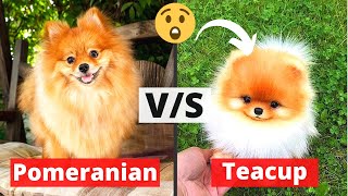 Pomeranian vs Teacup Pomeranian Puppy Which one should you Get [upl. by Suoirred]