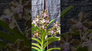 Wangi sultan anggrek Vanda Tessellata Hybrid [upl. by Desdemona]