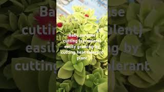 Baby sunrose cutting succulent easily grows by cutting heat tolerant plant🌿🌹🌿viralshort sunrose [upl. by Medwin]