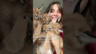 🥰❤️🤩 caracal floppa kittens каракал [upl. by Arodal]