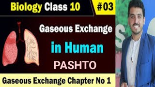 Gaseous Exchange in Humans  Air passage ways Class 10 Bio Lec 3 KPK Education board [upl. by Pyotr]