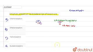 Amiphids present on ventrolateral lips of Ascaris are [upl. by Marigolda]