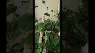 houseplant collection houseplants indoorplants garden monstera philodendron [upl. by Uriia]