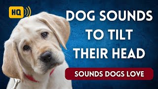 Dog Sounds to Make Them Tilt Their Head 🐕 Sounds Dogs Love [upl. by Elli]