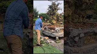 Suốt ngày cây bonsaidatcang bonsai caycanh bonsaitree automobile namle phongthuy bonsaiclub [upl. by Sorac]