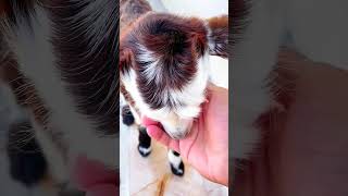 Very cute baby goat goat shortsfeed shortvideo [upl. by Papageno]