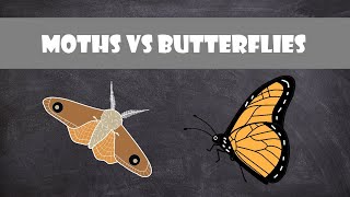 Difference between Moths and Butterflies  Entomology [upl. by Eirrej]