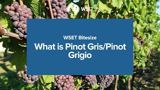 WSET Bitesize  What is Pinot GrisPinot Grigio [upl. by Pastelki]