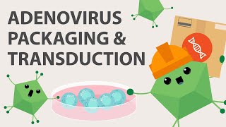 Adenovirus Production How to Clone Package and Harvest Adenovirus for Your Seed Stocks [upl. by Lleryt]