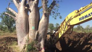 Salvage Harvesting an 14 ton Australian Baobab tree Adansonia gregorii [upl. by Petronia119]