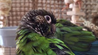 conure parakeet sounds for lonely birds to make them happy [upl. by Kobi]