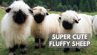 The Valais Blacknose Sheep  Fluffiest Animal Ever [upl. by Laura]