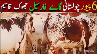 Pure Cholistani CowPure Sahiwal Cowگھبن Cow For Sale in [upl. by Einamrej]