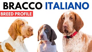 Bracco Italiano Dog Breed Profile History  Price  Traits  Bracco Italiano Grooming Needs [upl. by Liliane]