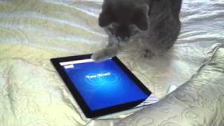 My cat savannah playing with the iPad 2 [upl. by Merrel]