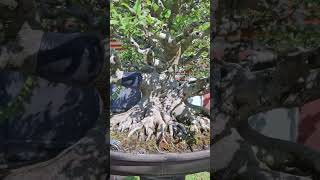 Ficus racemosa  Jagyadimoru Tree Bonsai bonsai ficus bonsaiideas [upl. by Leuqer]