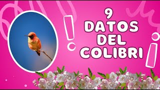 9 Datos interesantes sobre EL COLIBRI [upl. by Cyb]