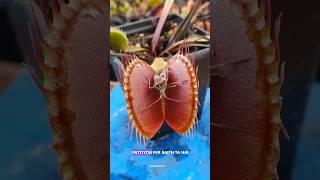 Venus Flytrap 🍀 shorts viral science sciencefacts [upl. by Tutto]