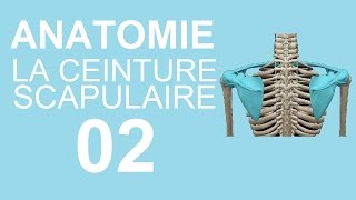 Anatomie 02  La ceinture scapulaire [upl. by Anytsirk]