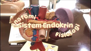 Anatomi Fisiologi Sistem Endokrin Kelompok 7 [upl. by Smitt]