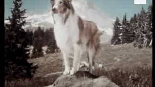 Lassie intro Parody [upl. by Los55]