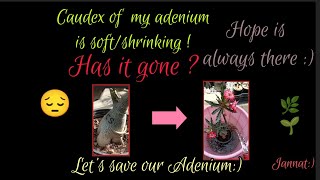 Why is the caudex of my desert roseAdenium soft  How to save your Adenium  adenium desertrose [upl. by Marleen]