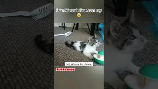 barn kitten got his first ever toy reaction kitten shorts trending cat subscribe cute viral [upl. by Suivatram]