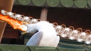 Seagull sings Whats Up People  Death Note meme [upl. by Lebisor]