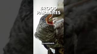 Brood Parasites Explained [upl. by Quiteris240]