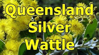 Queensland silver wattle Acacia podalyriifolia HD Video 01 [upl. by Ashok]