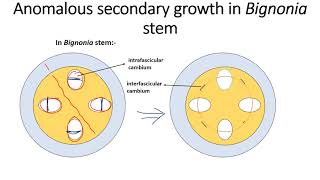 Anomalous secondary growth in Bignonia [upl. by Doralynn]