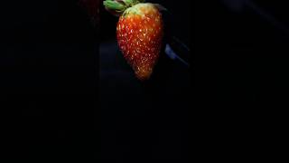 Removing strawberry seeds satisfying satisfyingvideo macro asmr satisfyingvideos [upl. by Aciretal]