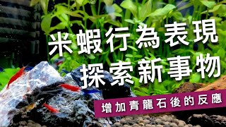 觀察記錄簿｜米蝦行為表現「探索新事物」：增加青龍石後的反應（純音樂、療癒影片） [upl. by Leibrag853]