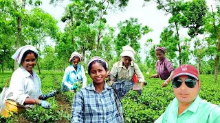 Tea Garden Vlog  Aadivasi Women Of The Tea Garden Of West Bengal In India  userdvlogs225 [upl. by Joane]