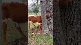 Amazing Cow Rescue  You Won’t Believe How He Freed It😮😍 cow rescue cowrescue hearttouching [upl. by Suvart]