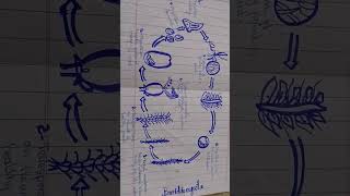 Structure of basidiomycota [upl. by Nerad]