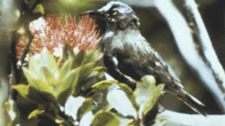 CANTO DE AVES EXTINTAS quotKAUAI ŌŌquot MOHO BACCATUS [upl. by Campagna]