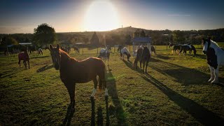 Pferdehof Krosigk  HIT Aktivstall und Boxenstall [upl. by Dnomaid]