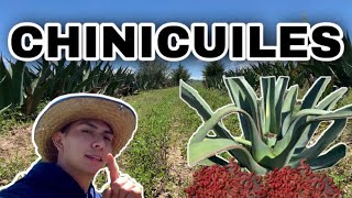 Así se RECOLECTA el CHINICUIL en TLAXCALA 🐛  Magueyal en CALPULALPAN [upl. by Shelley]