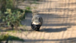 Adorable wild Greater Grison comes straight towards us [upl. by Azilanna]