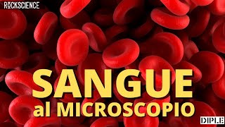 Il mio SANGUE al MICROSCOPIO [upl. by Annaet407]