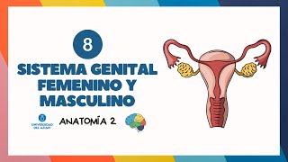 ⚧️ SISTEMA GENITAL FEMENINO Y MASCULINO  Anatomía UDA [upl. by Fanestil783]