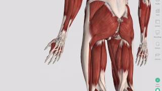 Skeletal Muscles  Complete Anatomy [upl. by Rafa]