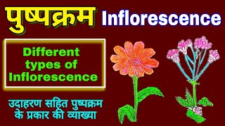 Inflorescence  Inflorescence in hindi  Types of inflorescence plants Morphology  biology science [upl. by Klaus]