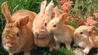 Palomino Rabbit Breed [upl. by Garrik]